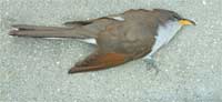 How to report dead birds