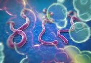 Ebola Virus Image