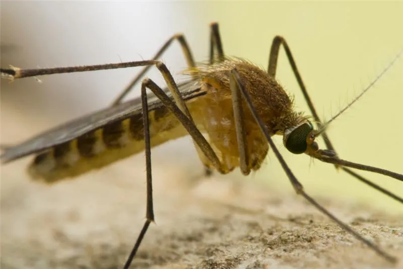 a female mosquito