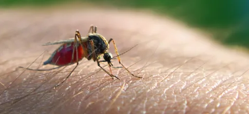 a mosquito on someone's skin about to bite